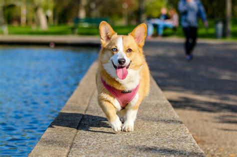 Border Collie Corgi Mix - Top Facts - Animal Corner