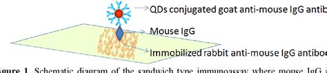 Figure 1 from Quantum Dot-based Sensors for Proteins | Semantic Scholar