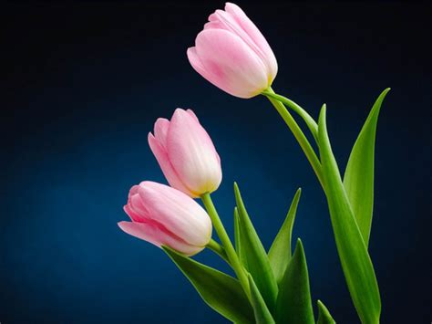 Pink Tulip Flower Pictures - 2013 Wallpapers