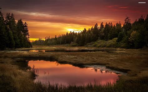 Sunset over the beautiful forest and lake wallpaper | Forest landscape, Sunset, Amazing sunsets