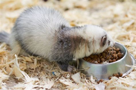 660+ Ferret Food Stock Photos, Pictures & Royalty-Free Images - iStock