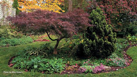 Designing with Japanese Maples | Garden Gate