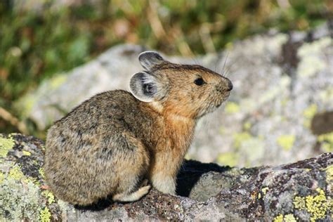 Estes Park and Rocky Mountain National Park Wildlife - Vacation Estes