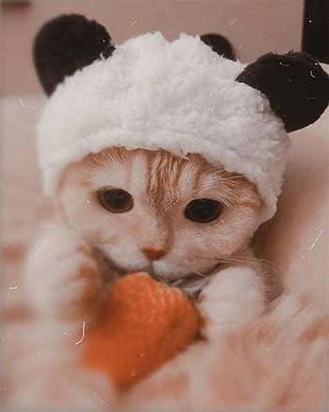 Cute cat pfps I found on google | Fandom