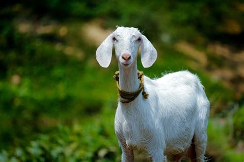 Video Of Goat With Human-Like Face From Madhya Pradesh Goes Viral