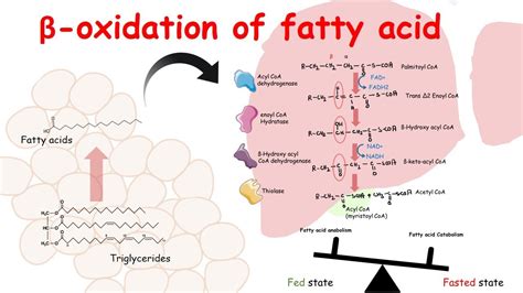 What Is Fatty Acid Degradation at Jesse Stewart blog