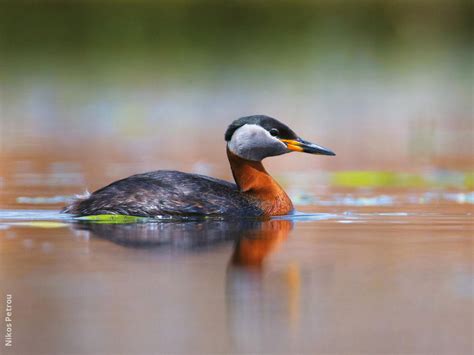 Red-necked Grebe | KuwaitBirds.org