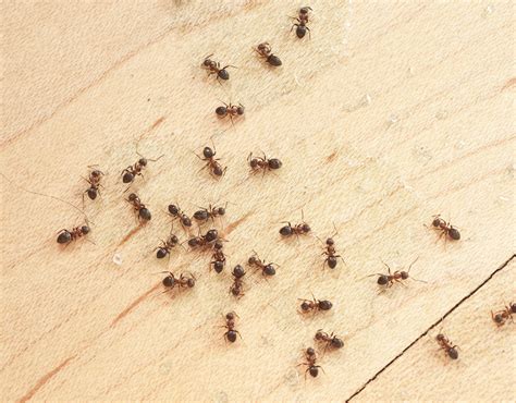 12 Simple Ways to Control Little Ants