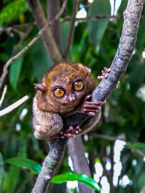 111 best Tarsier Monkey images on Pinterest | Primate, Primates and Monkey