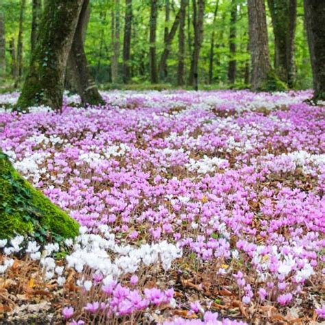 Winter-Blooming Hardy Cyclamen Bulbs: Cyclamen coum mix