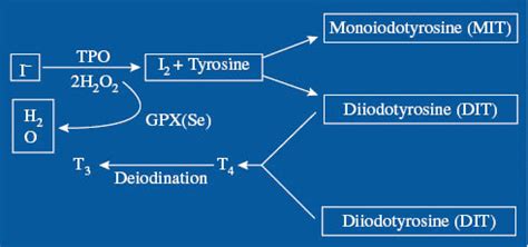 What is the Best Iodine Supplement for Thyroid Support? Iodine or Iodide?