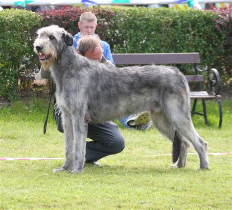 Irish Wolfhound