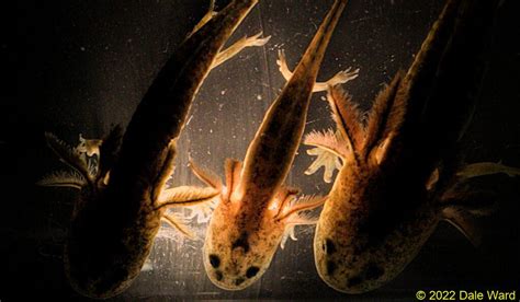 Backlit Tiger Salamander Larvae - A Good Life