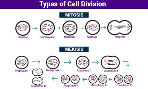 Top 191 + Animal cell mitosis - Inoticia.net