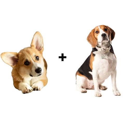 Corgi Beagle Mix: Origin, Lifespan, Health & Care Tips