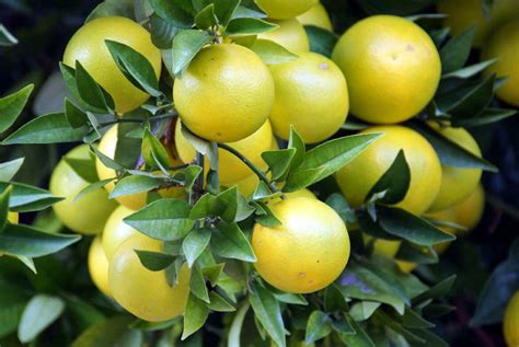 How to grow Grapefruit tree | Growing grapefruit plant | Pomelo