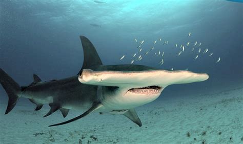 Hammerhead Shark Facts Q & A | Always Learning!