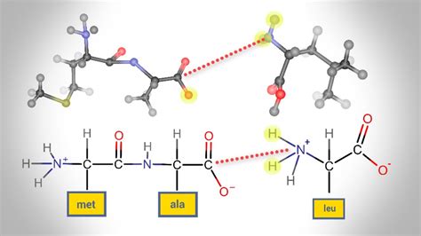 Peptide Bond Formation Diagram