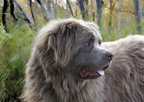 10 Best Extra-Large Dog Breeds (For Lovers of Huge and Giant Dogs)