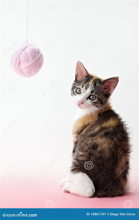 Cat playing with yarn stock image. Image of feline, playful - 14861781