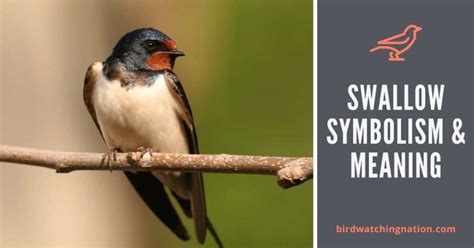 Exploring Swallow Bird Meaning & Symbolism In 2024