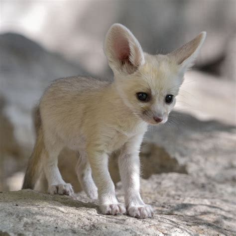 Fennec Fox Digs Tunnel of Love - ZooBorns