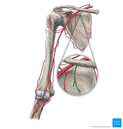 Superior thoracic artery: Anatomy, branches, supply | Kenhub