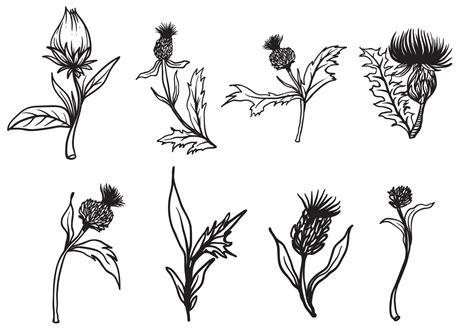 Free Hand Drawn Thistle Vector 130942 Vector Art at Vecteezy