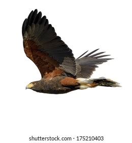 872 Harris Hawk Flying Stock Photos, Images & Photography | Shutterstock