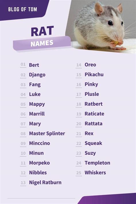 1241+ Rat Names (BEST, Cute, Funny & Cool Ideas)