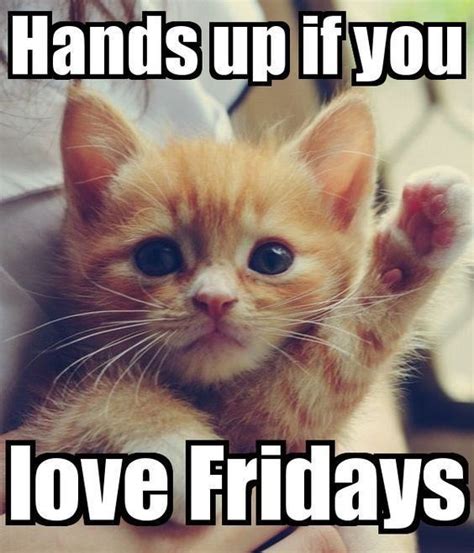 Happy Friday everyone! #aww #cute #animals #cats #dogs | Funny cat memes, Friday cat, Funny ...