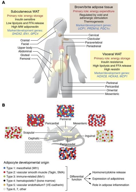 JCI - Altered adipose tissue and adipocyte function in the pathogenesis ...