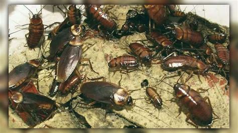 How to Find Roach Nest: Easy Detection & Elimination Tips