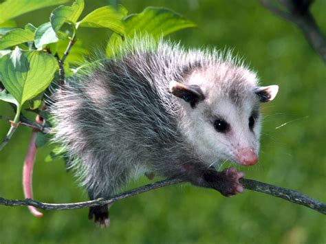 Opossum | Amazing Animal Interesting Facts & Photos | The Wildlife