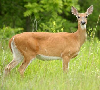 White-Tailed Deer - Connecticut's Beardsley Zoo