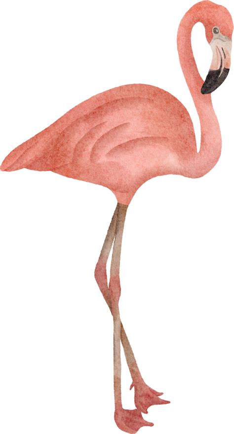 watercolor flamingo clip art 16529927 PNG