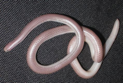 Reptile Facts - rhamphotheca: Western Blind Snake (Leptotyphlops...