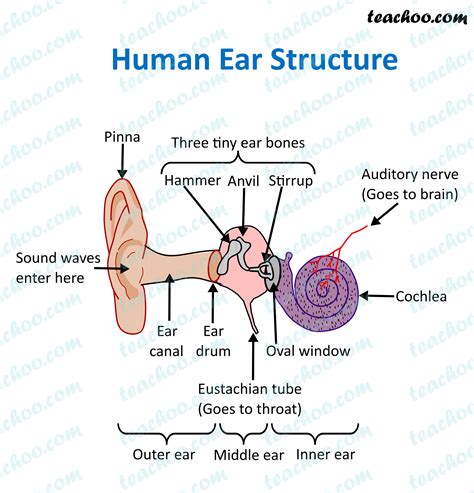 Human Ear Simple Diagram