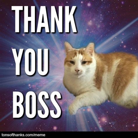 56 Cute Cat Thank You Memes | Thank you memes, Thank you boss, Funny memes