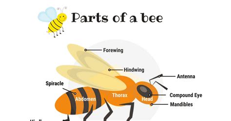 Parts of a Bee with Pictures • 7ESL