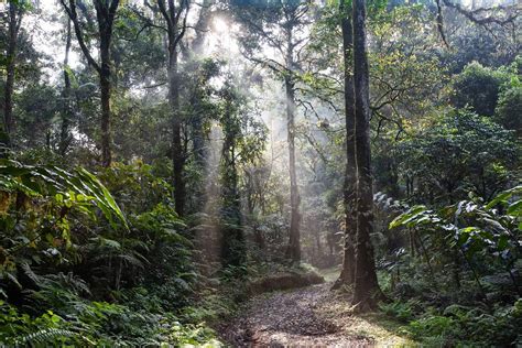 20 Rainforest Facts - Biome, Animals, Plants, Climate & More | Facts.net