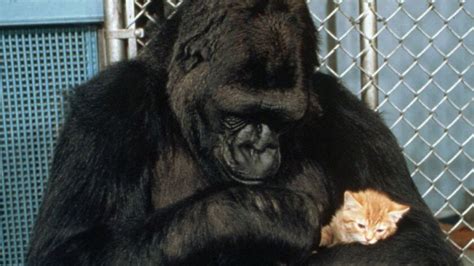 Koko, the gorilla whose sign language abilities changed our view of animal intelligence, dies at 46