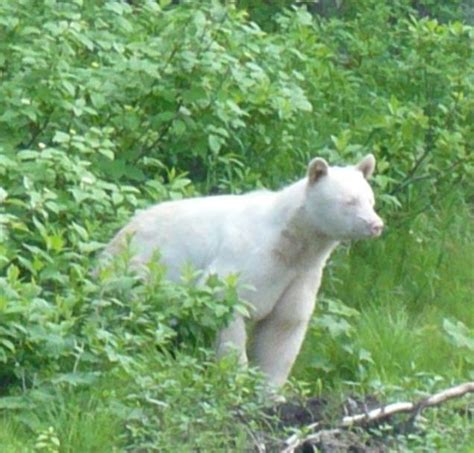 Albino Black Bear | Rare albino animals, Albino, Albino animals