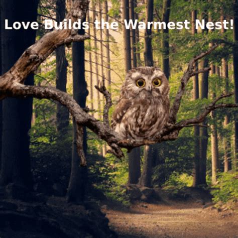 Owl Memes Cute Owls GIF - Owl Memes Cute Owls Animated Owls - Discover & Share GIFs