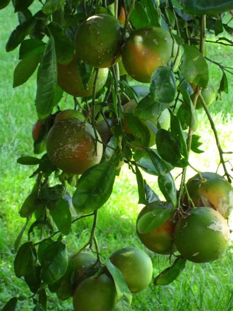 Grapefruit Tree Pictures, Information on Grapefruit Trees