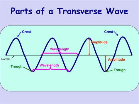 Parts Of A Transverse Wave