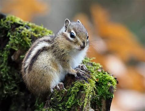 20 Types of Chipmunks: Species, Identification, and Photos