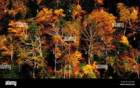 Japanese Fall Foliage Stock Photo - Alamy