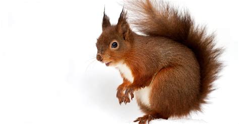 Red Squirrel Animal Facts | Tamiasciurus hudsonicus | AZ Animals