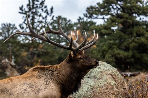 Definitive Guide To Rocky Mountain Elk Facts, Habitat, Conservation Status, Zoo Populations ...